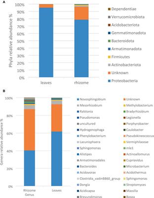 Next generation sequencing-aided screening, isolation, molecular identification, and antimicrobial potential for bacterial endophytes from the medicinal plant, Elephantorrhiza elephantina